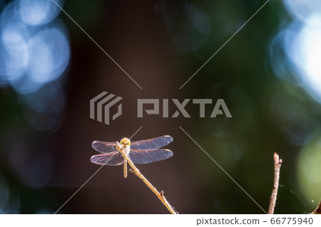A large dragonfly sits on a branch A large dragonfly sits on a branch 66775940