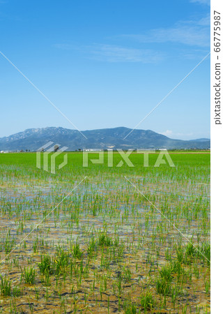 paddy field in the Ebro Delta in Deltebre, Spain 66775987