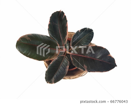 black, botanical, botany 66776043