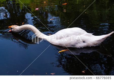 A graceful white swan swimming on a lake with dark water A graceful white swan swimming on a lake with dark water 66776085