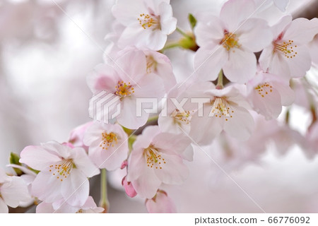 Up of cherry blossoms in full bloom at Hidaka City Kinchakuda Up of cherry blossoms in full bloom at Hidaka City Kinchakuda 66776092