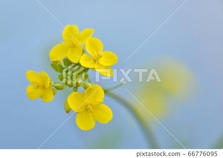 黃色的油菜花開在水錶面天藍色的背景下 黃色的油菜花開在水錶面天藍色的背景下 66776095