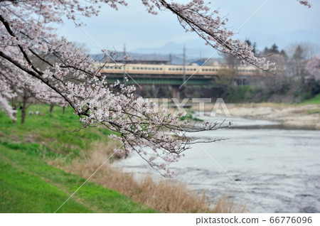 特快專遞Red Arrow Classic在Iruma River Riverside櫻桃樹上越過Iruma River鐵橋 66776096