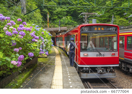 繡球盛開的箱根登山鐵道 66777004