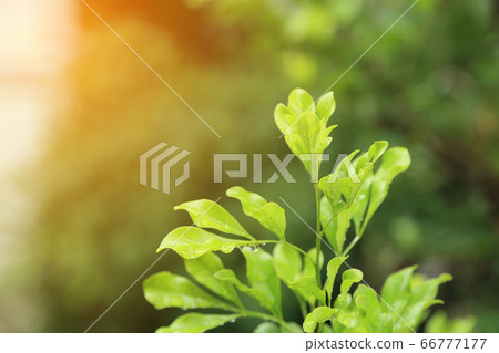 Fresh spring scene, green leave treetop with water 66777177