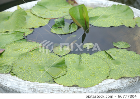 Green lotus leave with droplet on it in cement Green lotus leave with droplet on it in cement 66777804