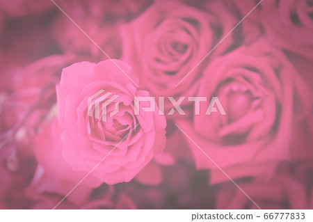 Dark toned vintage flowers background of pink 66777833