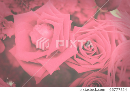 Dark toned vintage flowers background of pink Dark toned vintage flowers background of pink 66777834