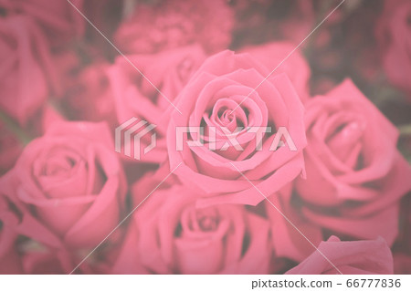 Dark toned vintage flowers background of pink Dark toned vintage flowers background of pink 66777836