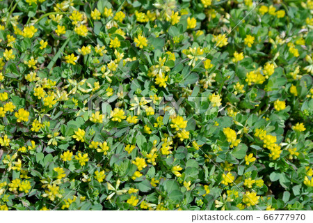 One side of the clover One side of the clover 66777970