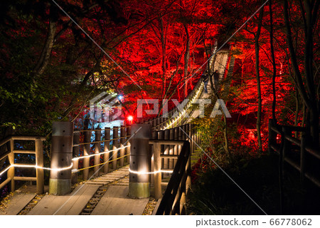Illuminated night view of the Hananuki Valley Shiomidaki Suspension Bridge, autumn and winter (Takahagi City, Ibaraki Prefecture) November 2019 66778062