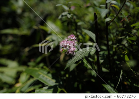 Spiraea flowers and leaves 66778270