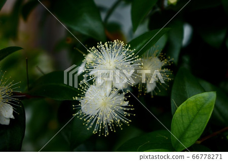 Myrtle Myrtle 66778271