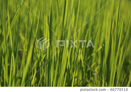 Natural green background of rice leaves. Natural green background of rice leaves. 66778518