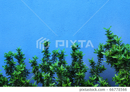 Ixora bush with green leaves on rough blue Ixora bush with green leaves on rough blue 66778566