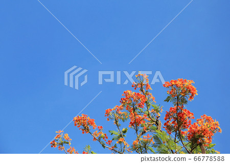Red Flam Boyant Tree flowers bunch on blue sky Red Flam Boyant Tree flowers bunch on blue sky 66778588