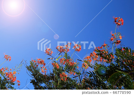 Red Flam Boyant Tree flowers bunch on blue sky Red Flam Boyant Tree flowers bunch on blue sky 66778590