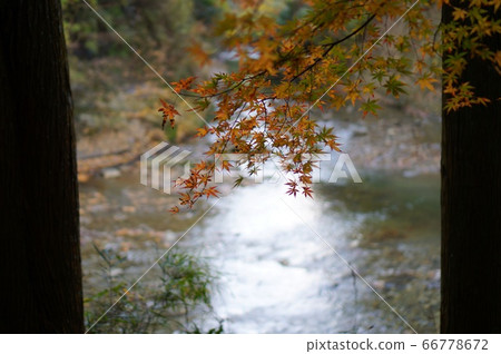 在Yoro谷的秋葉 66778672