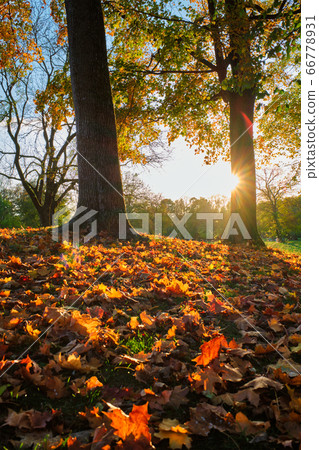 Golden autumn fall October in famous Munich relax place - Englishgarten. Munchen, Bavaria, Germany Golden autumn fall October in famous Munich relax place - Englishgarten. Munchen, Bavaria, Germany 66778931