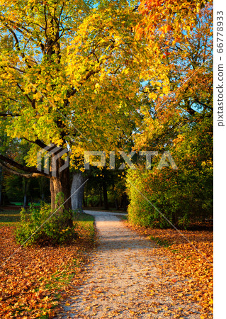 Golden autumn fall October in famous Munich relax place - Englishgarten. Munchen, Bavaria, Germany Golden autumn fall October in famous Munich relax place - Englishgarten. Munchen, Bavaria, Germany 66778933