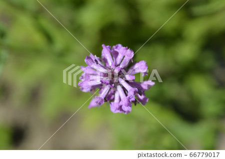 Purple betony 66779017