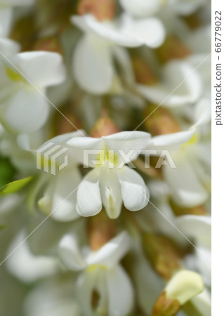 Black locust Black locust 66779022