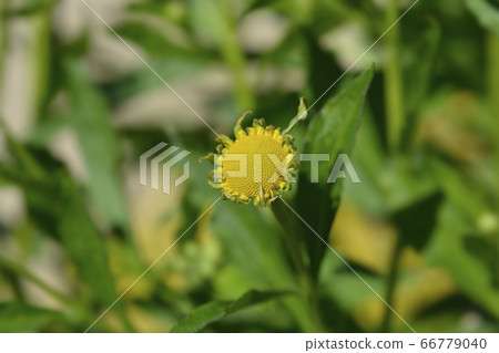 Common sneezeweed 66779040