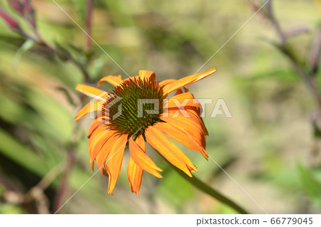 Coneflower Hot Lava 66779045