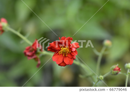 Avens Mrs J. Bradshaw Avens Mrs J. Bradshaw 66779046