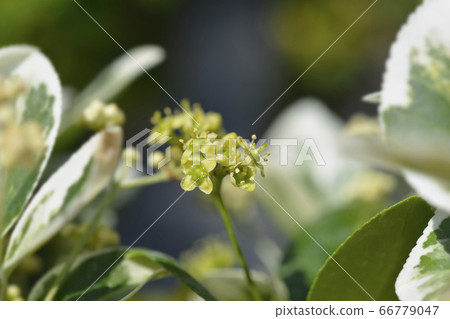 Wintercreeper Emerald Gaiety 66779047