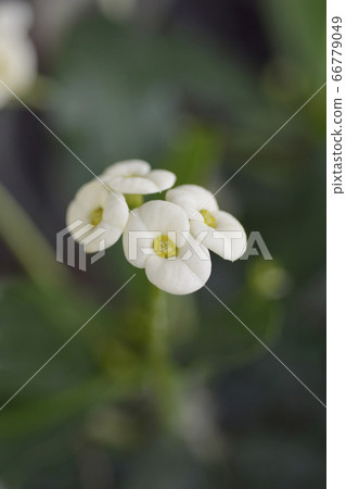 Christs thorn 66779049