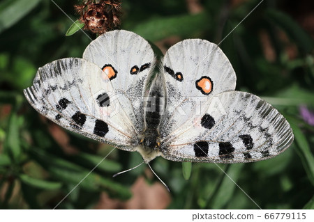 Red Apollo (Parnassius apollo) 66779115
