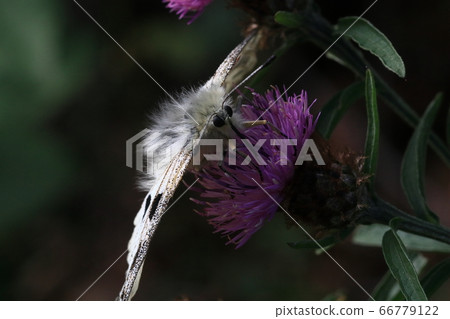 Red Apollo (Parnassius apollo) 66779122