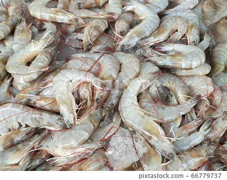 Banana shrimp for sale. Banana shrimp for sale. 66779737
