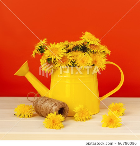 yellow dandelion flowers in tin can with scattered yellow dandelion flowers in tin can with scattered 66780086