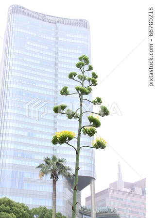 Aono agave (white background) Aono agave (white background) 66780218