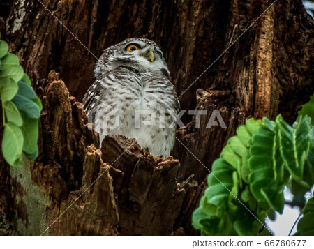 great horned owl in tree great horned owl in tree 66780677