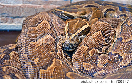 Hieroglyphic python, or rock python (lat. Python 66780957