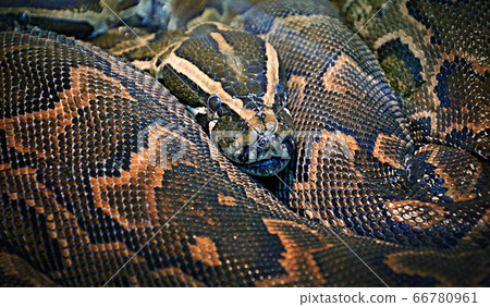 Hieroglyphic python, or rock python (lat. Python Hieroglyphic python, or rock python (lat. Python 66780961