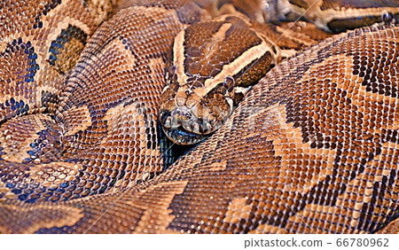 Hieroglyphic python, or rock python (lat. Python 66780962