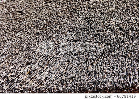 Texture of the thatched roof. Straw background 66781419