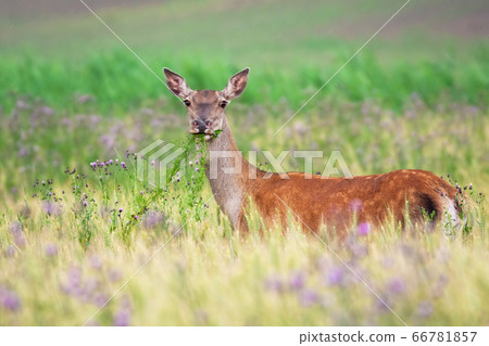 Red deer hind feeding on agricultural field in summer nature 66781857