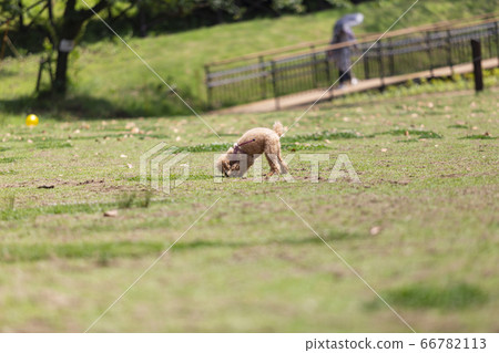 在公園裡玩的玩具貴賓犬 66782113
