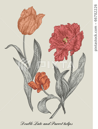 Three tulips. Bouquet of flowers. 66782226
