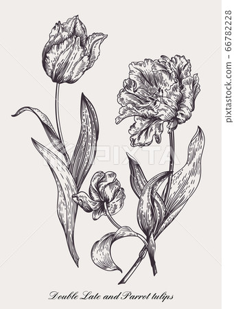 Vector drawing of three tulips. 66782228