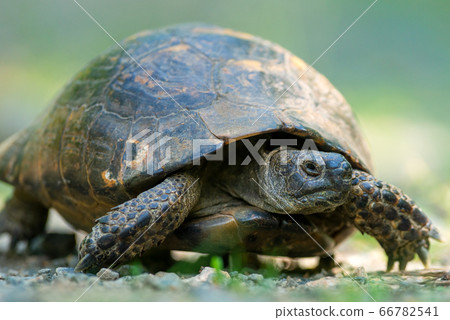 Spur thighed turtle (Testudo graeca) in natural 66782541