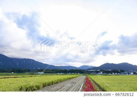 福岡縣的稻田 福岡縣的稻田 66782612