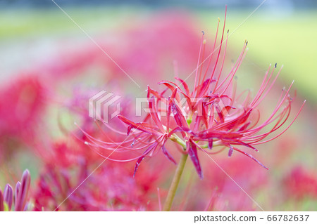 Rice fields in Fukuoka Prefecture, cluster amaryllis Rice fields in Fukuoka Prefecture, cluster amaryllis 66782637