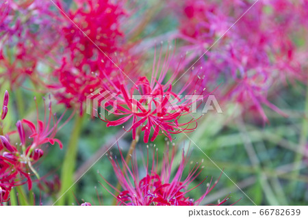 Rice fields in Fukuoka Prefecture, cluster amaryllis Rice fields in Fukuoka Prefecture, cluster amaryllis 66782639