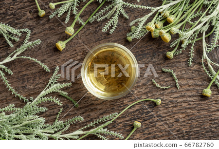 A bowl of essential oil with fresh blooming santolina A bowl of essential oil with fresh blooming santolina 66782760